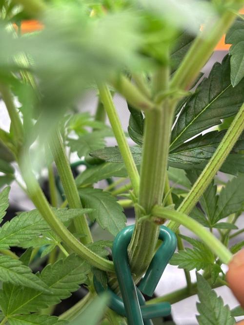 NYC Diesel von Soma Living Soil 50g/30L. Week 1