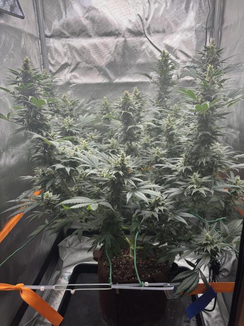 Chemdog - Sativa Phäno. Week 7