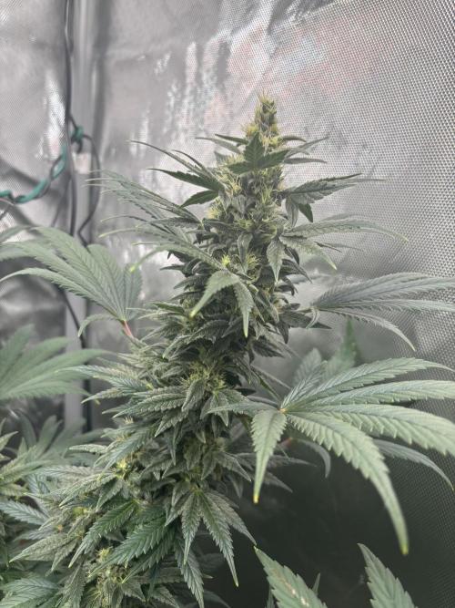 Chemdog - Sativa Phäno. Week 7