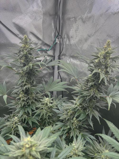 Chemdog - Sativa Phäno. Week 7