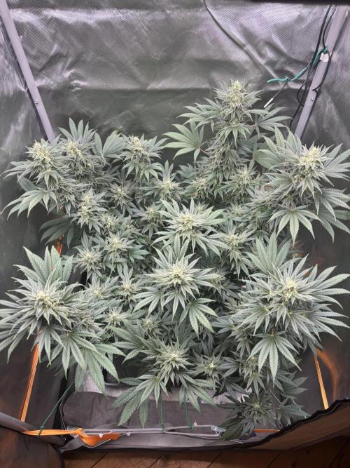 Chemdog - Sativa Phäno. Week 7