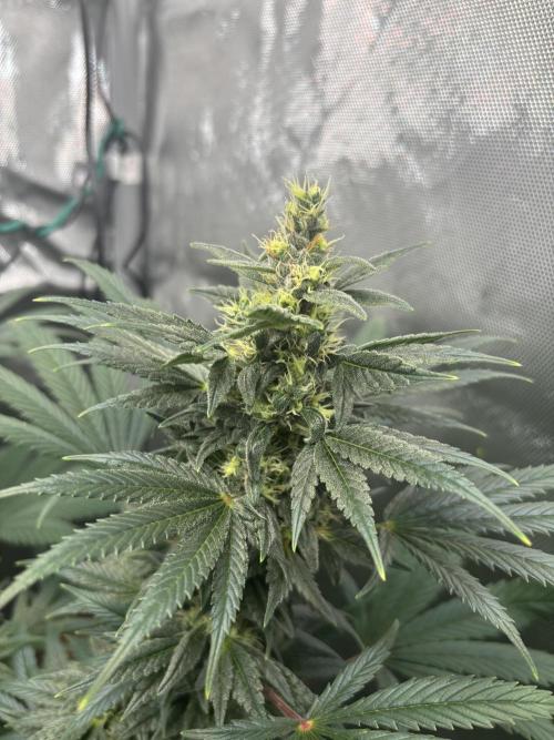 Chemdog - Sativa Phäno. Week 7