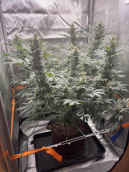 Chemdog - Sativa Phäno. Week 7