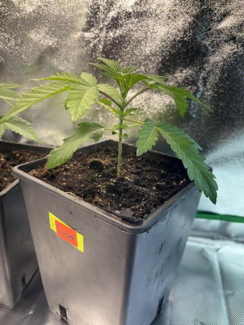 Sunset Paradise. Week 4