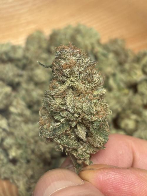 Sunset Paradise. Week 4