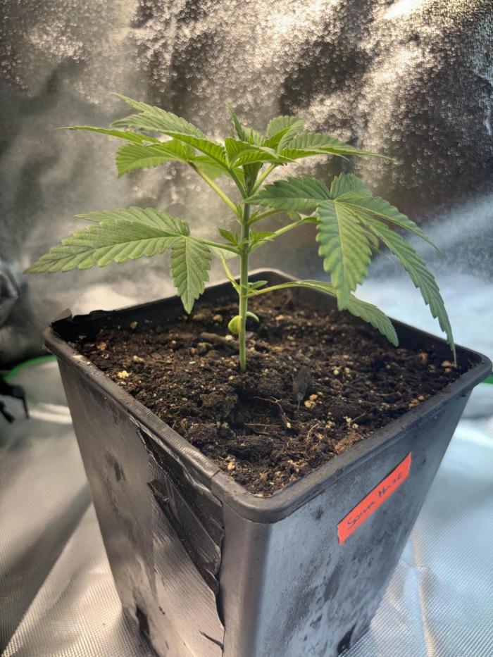 Amnesia Haze. Week 4