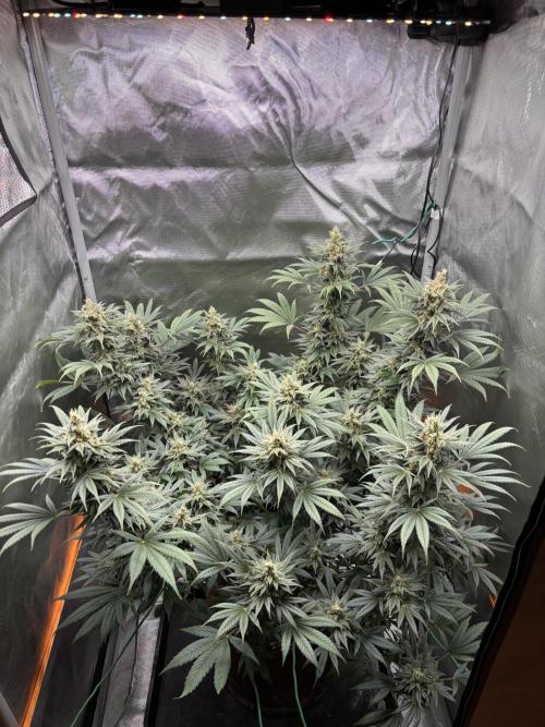 Chemdog - Sativa Phäno. Week 8