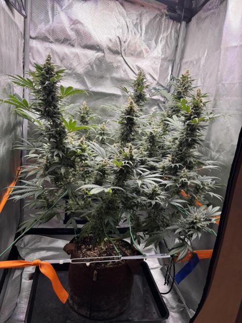Chemdog - Sativa Phäno. Week 8