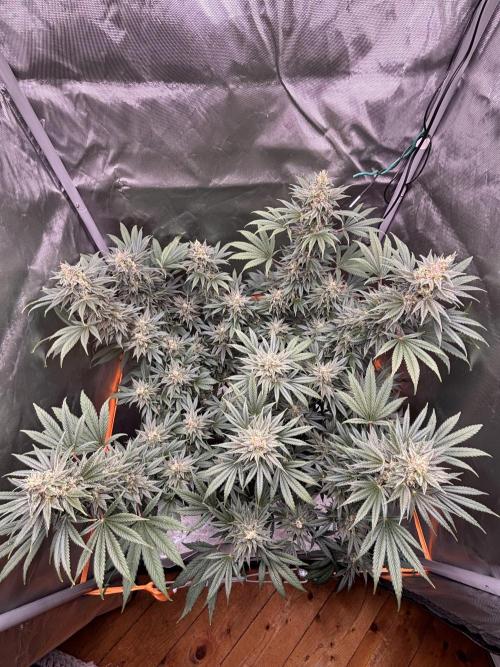 Chemdog - Sativa Phäno. Week 8