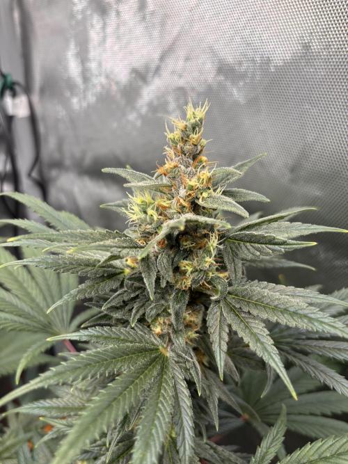 Chemdog - Sativa Phäno. Week 8