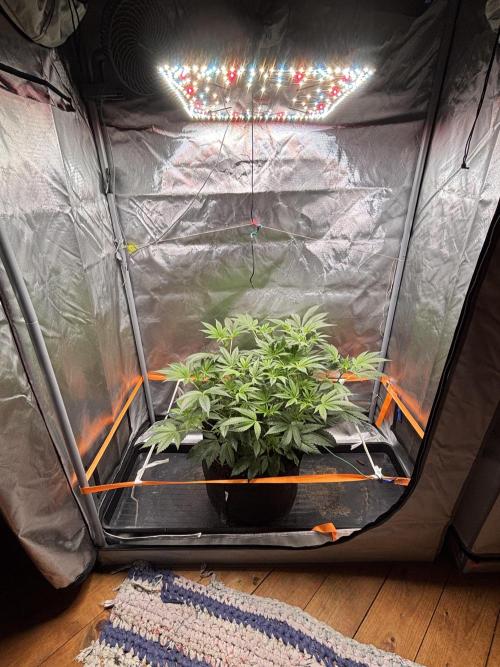 NYC Diesel von Soma Living Soil 50g/30L. Week 2