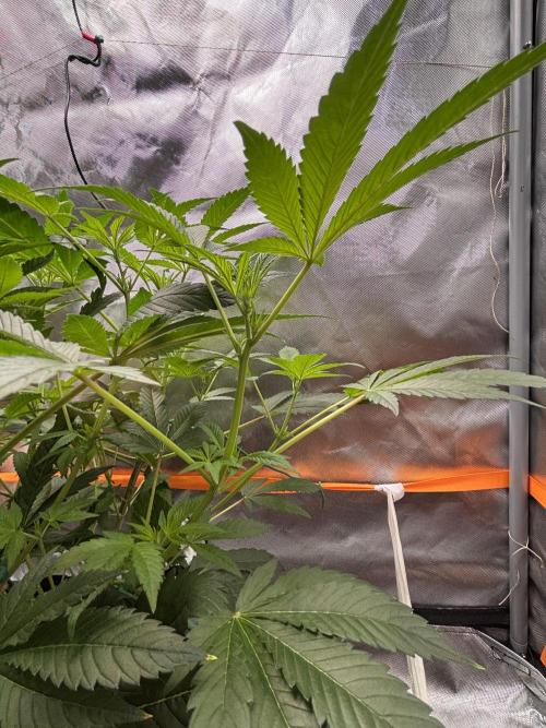 NYC Diesel von Soma Living Soil 50g/30L. Week 2