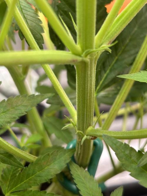 NYC Diesel von Soma Living Soil 50g/30L. Week 2