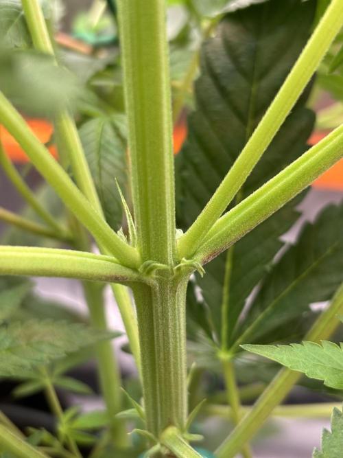 NYC Diesel von Soma Living Soil 50g/30L. Week 2