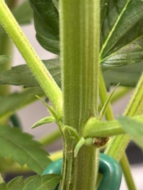 NYC Diesel von Soma Living Soil 50g/30L. Week 2