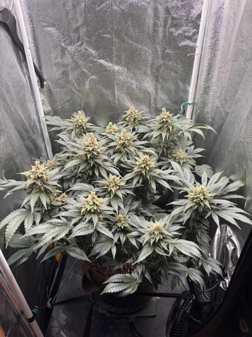 Amnesia Haze. Week 9