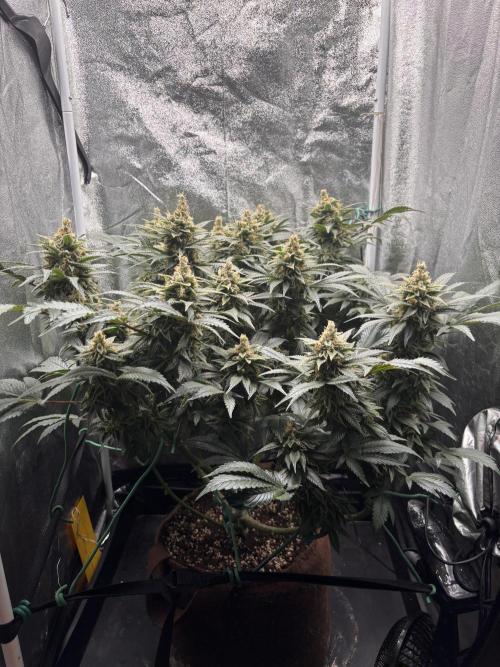 Amnesia Haze. Week 9