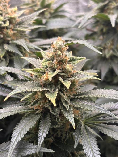 Amnesia Haze. Week 9