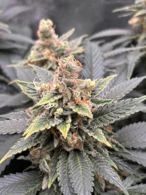 Amnesia Haze. Week 9