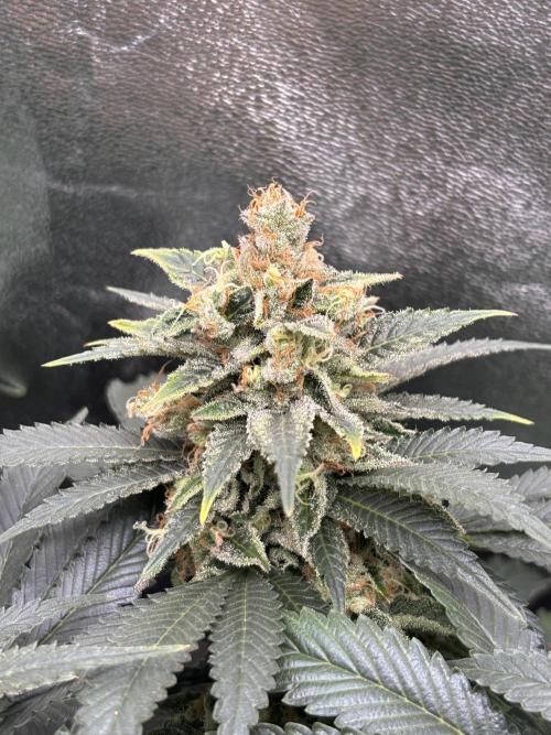 Amnesia Haze. Week 9