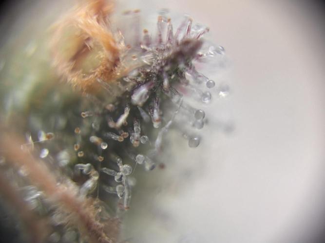 Amnesia Haze. Week 9