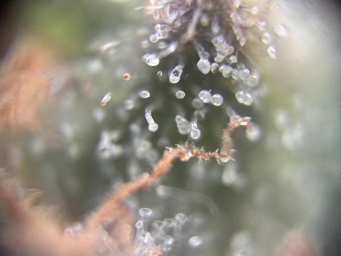 Amnesia Haze. Week 9