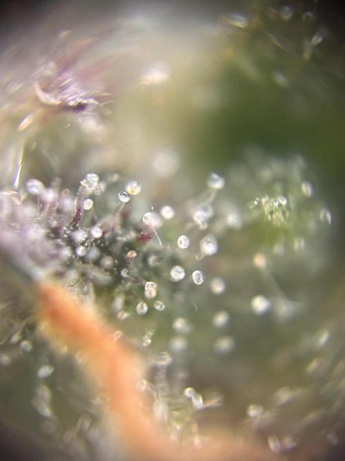 Amnesia Haze. Week 9