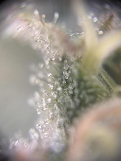 Amnesia Haze. Week 9