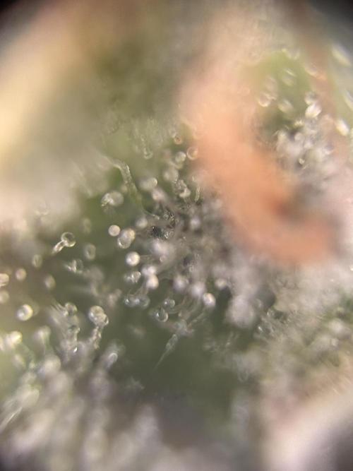 Amnesia Haze. Week 9