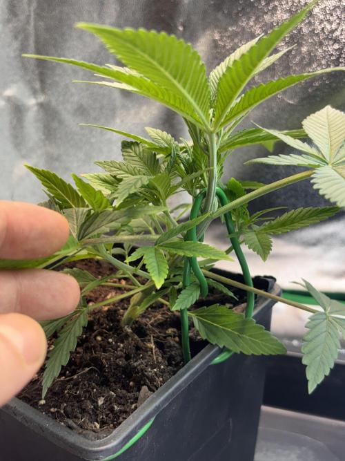 Amnesia Haze. Week 5