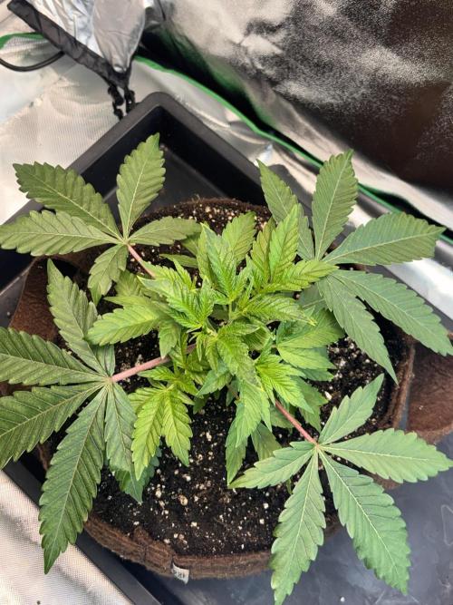 Sunset Paradise. Week 5