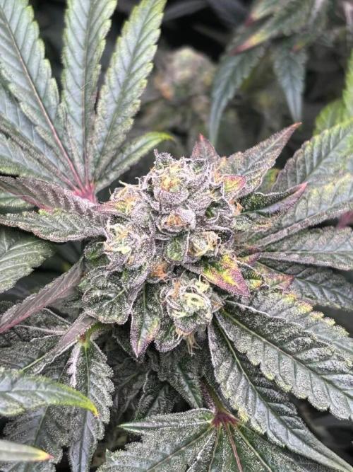 Sunset Paradise. Week 5 - this was my Promo Seed 