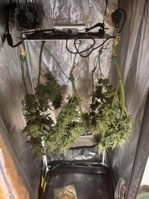 Amnesia Haze. Week 10
