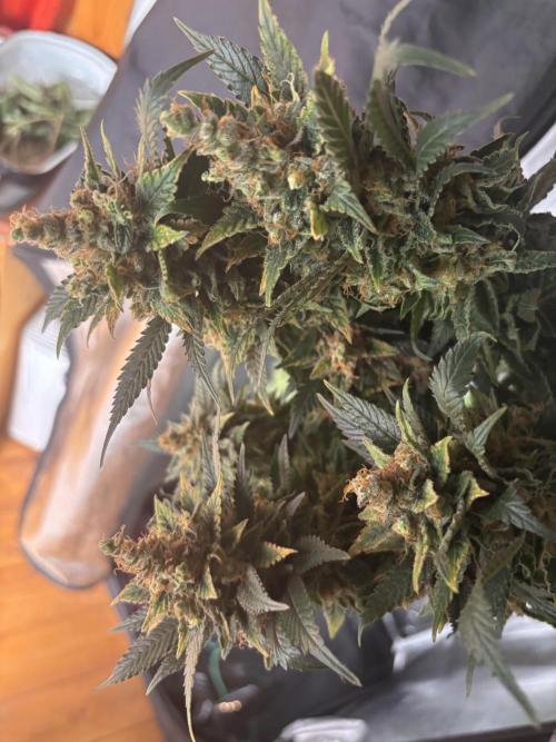 Amnesia Haze. Week 10