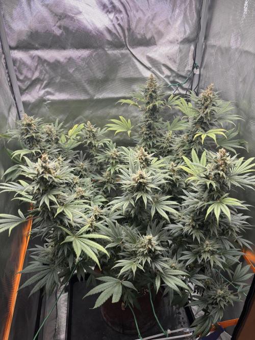 Chemdog - Sativa Phäno?!. Week 9