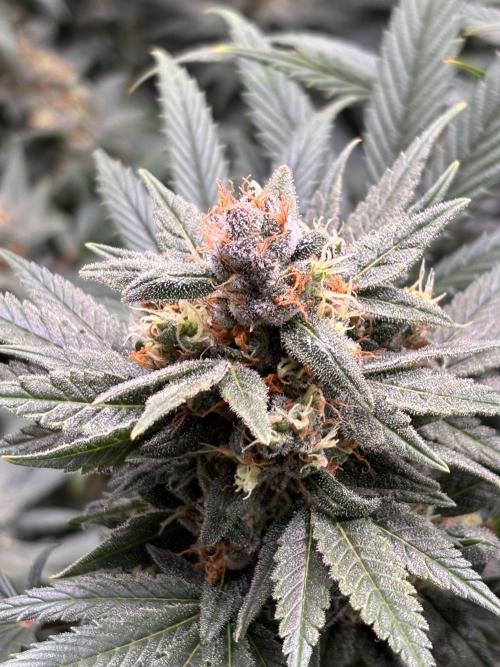 Chemdog - Sativa Phäno?!. Week 9