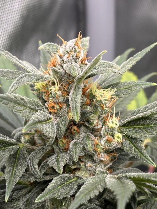 Chemdog - Sativa Phäno?!. Week 9