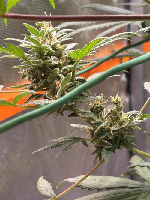 Chemdog - Sativa Phäno?!. Week 9