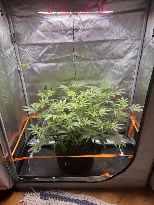 NYC Diesel von Soma Living Soil 50g/30L. Week 10