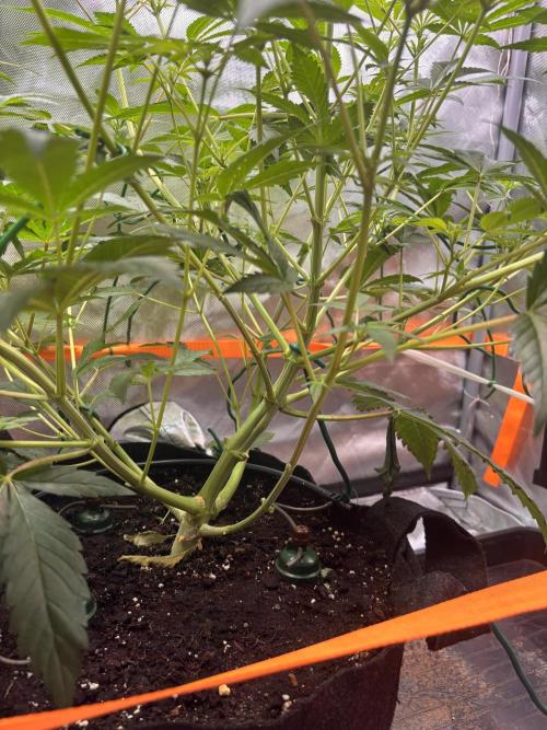 NYC Diesel von Soma Living Soil 50g/30L. Week 10