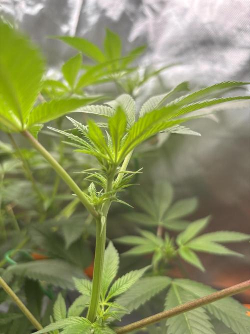 NYC Diesel von Soma Living Soil 50g/30L. Week 10