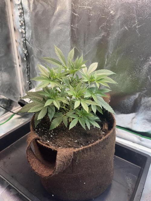 Amnesia Haze. Week 6