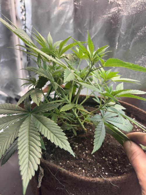 Amnesia Haze. Week 6