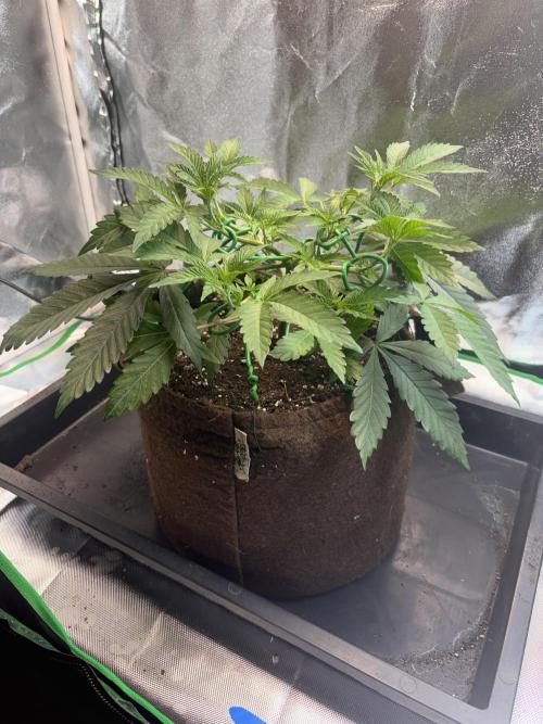 Sunset Paradise. Week 6