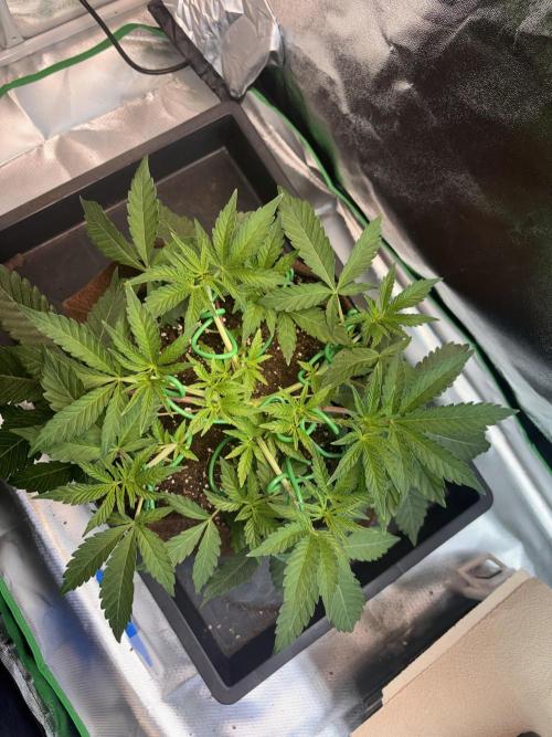 Sunset Paradise. Week 6