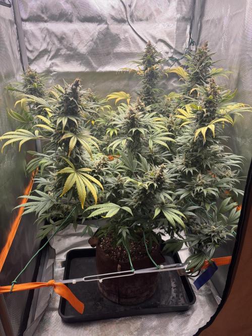 Chemdog - Sativa Phäno?!. Week 10