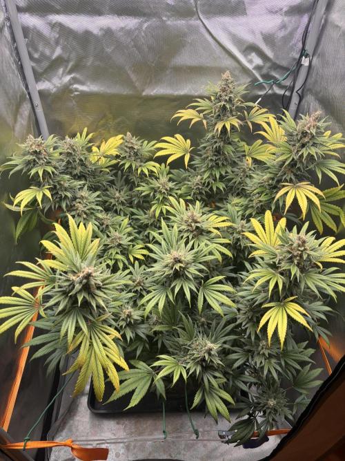 Chemdog - Sativa Phäno?!. Week 10