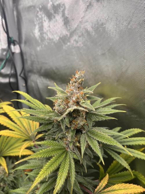 Chemdog - Sativa Phäno?!. Week 10