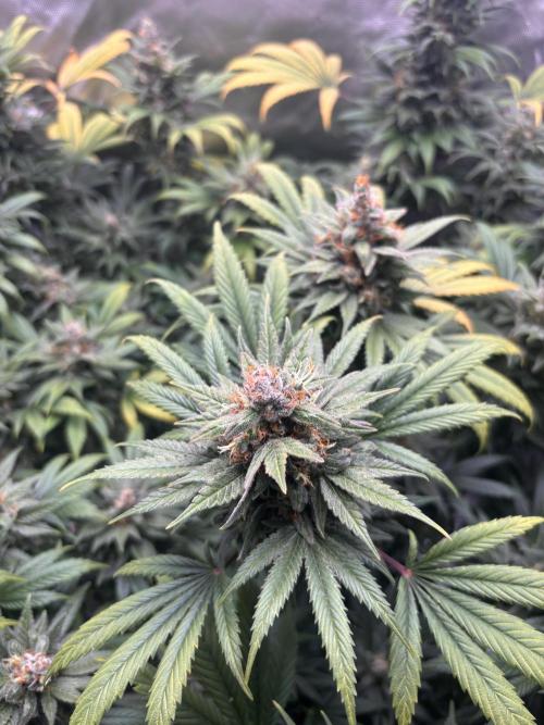 Chemdog - Sativa Phäno?!. Week 10