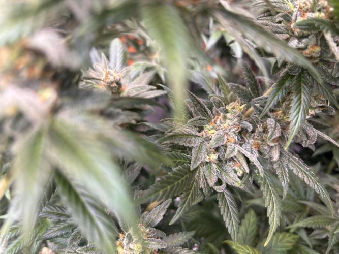 Chemdog - Sativa Phäno?!. Week 10